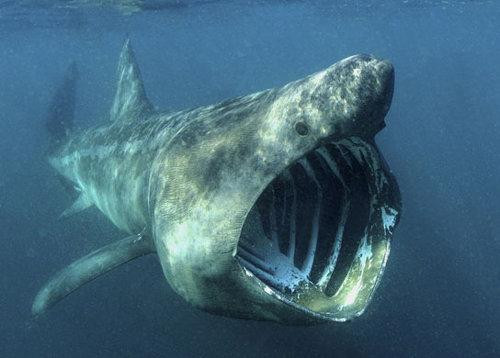 “海中狼”白鲨会病患癌症吗?科学家回答:不仅如此