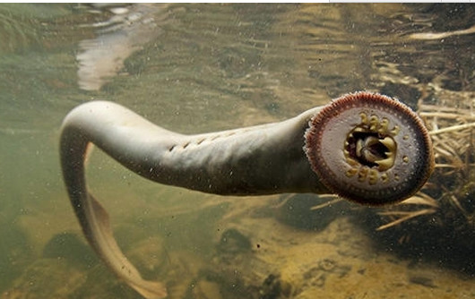海底的吸水鬼“七鳃鳗”令人感到恐怖