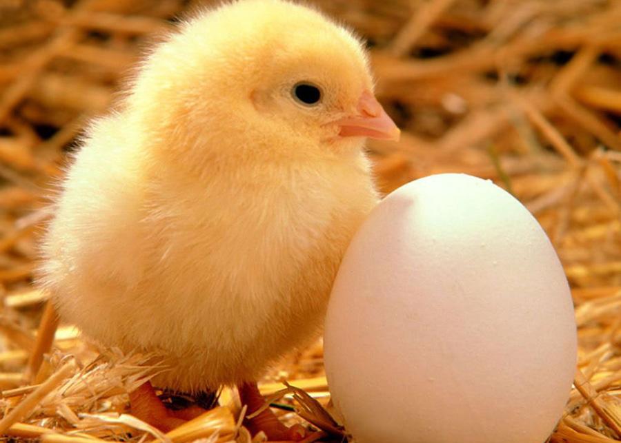 古老的话题，先有鸡还是先有蛋?