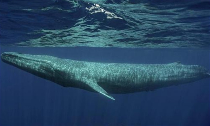 蓝鲸是世界上最大的鱼吗（海洋哺乳动物）