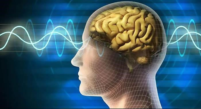 人的大脑没有意识  脑神经学专家发现 大脑小的人反而智商更高