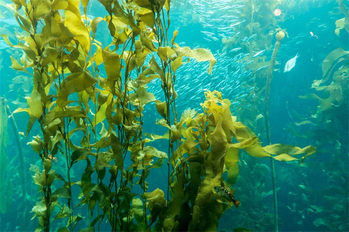 海藻是什么植物 海藻有什么作用和功效（马尾藻科）