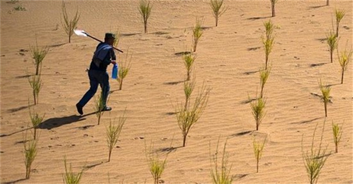 在沙漠中大量种树真的好吗 专家回应 会迅速消耗土壤水分