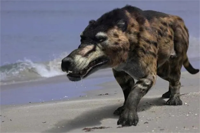 神农架发现“驴头狼”？消失多年的生物再次出现，意味着什么？