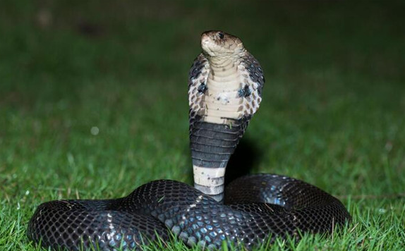 盘点全世界最长的蛇 排名前十的长蛇
