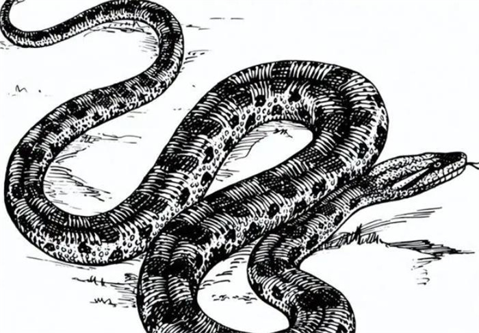 极其罕见！广西农户家惊现“巨蟒吞二鸭”，蛇有灵性进家不能打？