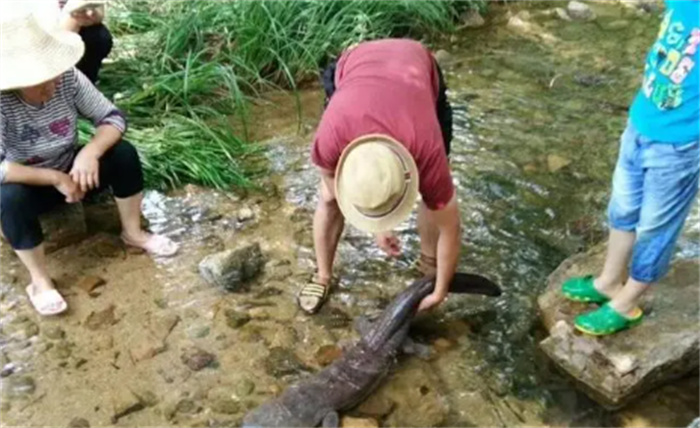 2015年  重庆发现野生娃娃鱼  重102斤  身长1.4米  有200多岁了