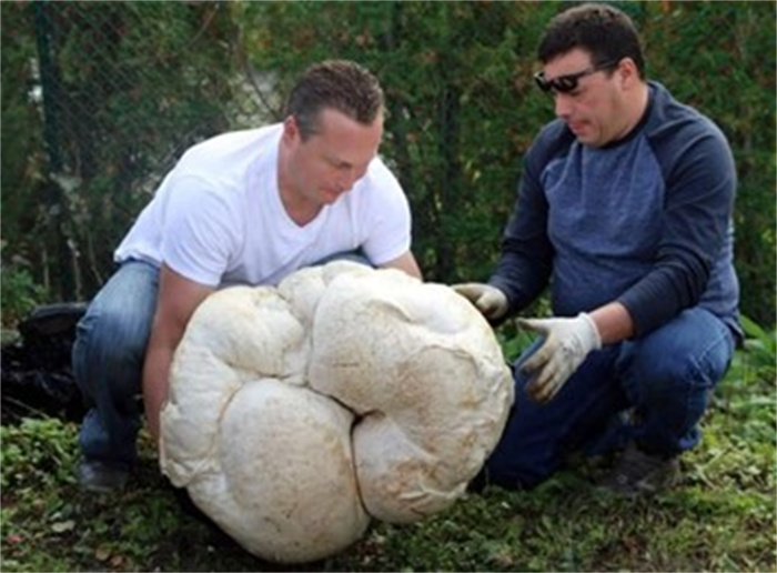 土豪花18万人民币  购买一个巨大蘑菇  切开后发现钱花的真值