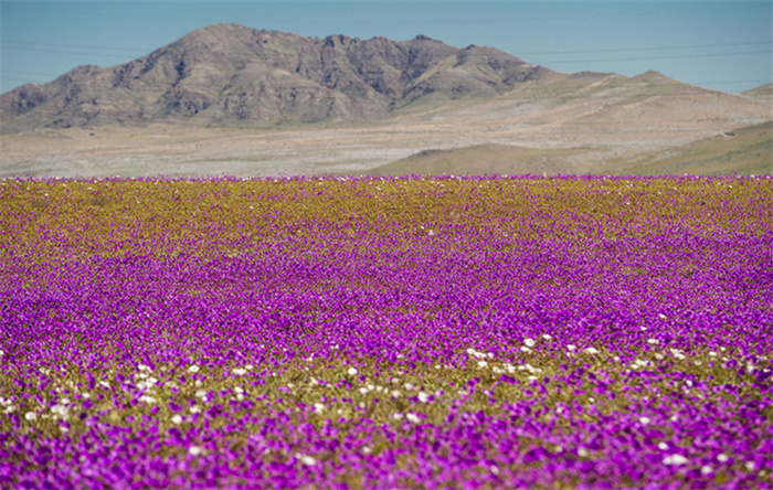 神奇的沙漠之花 沙漠为何会开花？（沙漠开花）