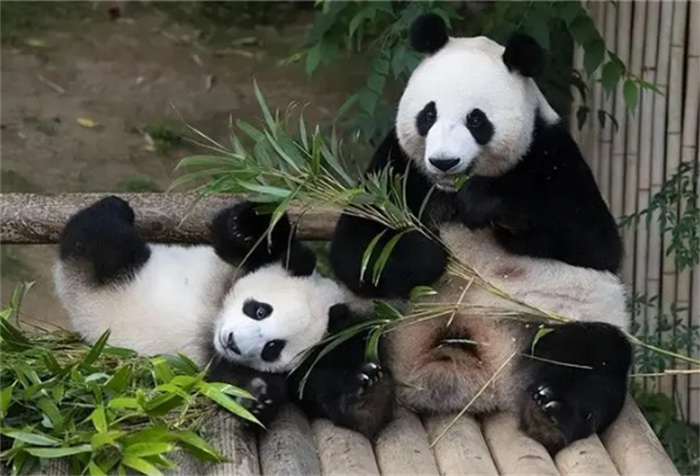 中国的国宝大熊猫 为何不愿意借给印度（出借熊猫）
