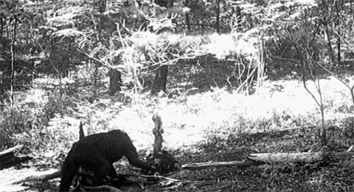 大兴安岭 “野人事件”，全身长黑毛的神秘生物，究竟是什么？
