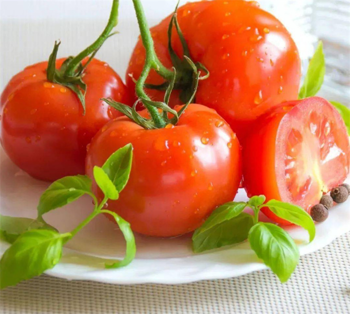 科学研究的惊人发现 番茄为何越来越难吃（番茄基因）
