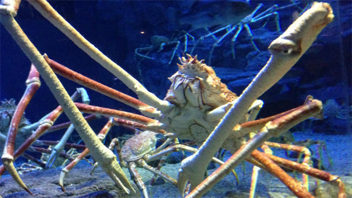 世界上最大螃蟹 来自日本的杀人蟹（最大螃蟹）