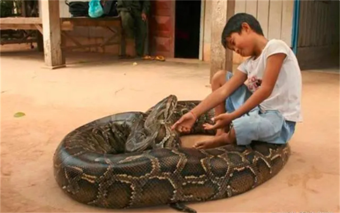 云南少年跟25条蟒蛇同居17年  还真枕蛇睡觉  蛇却没有攻击他