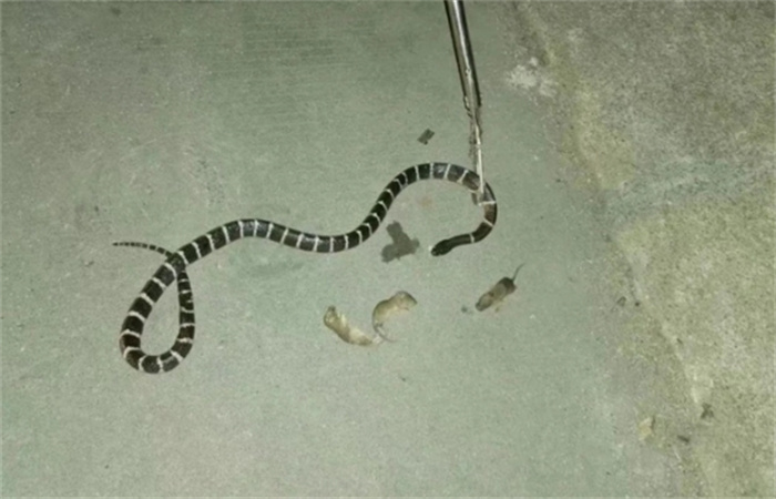 罕见！泉州南安1条银环蛇大战5只老鼠，这是蛇捕鼠，还是鼠抓蛇？