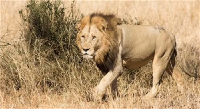 旅游趣闻：南非疑似犀牛偷猎者被大象杀死  然后被狮子吃掉