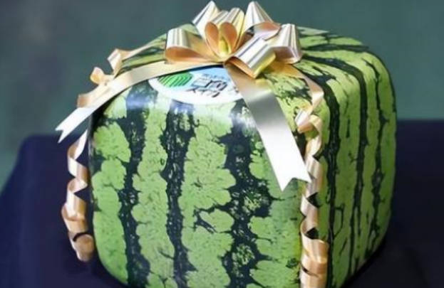 日本出现的方形西瓜，到底有什么奥秘？（西瓜变异）