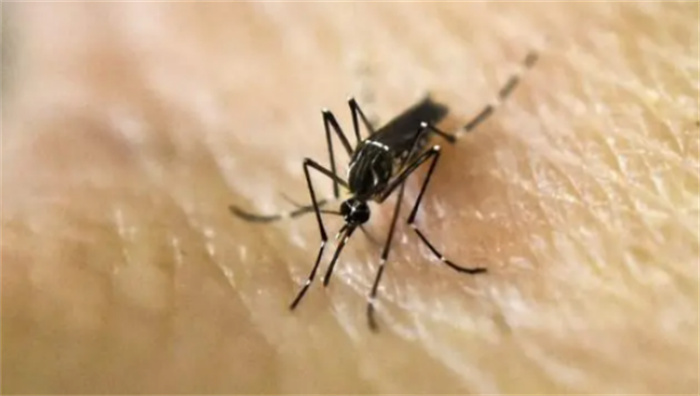 世界上最“神奇”的无蚊岛  岛上的蚊子几乎被消灭完了