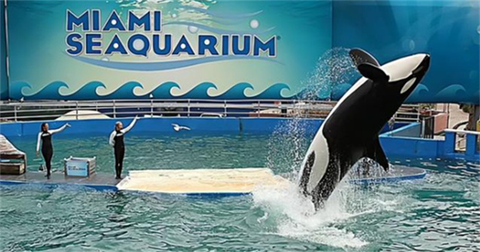 工作67年  赚门票产后代  老海牛疑被美国水族馆虐待孤独生活数年