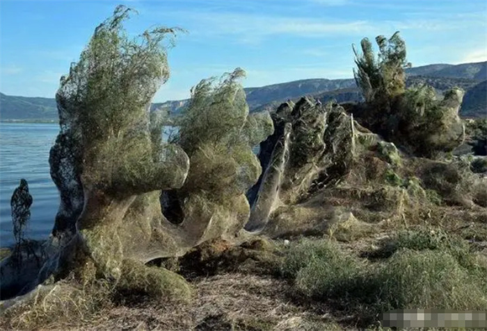 希腊海岸突然被巨型蜘蛛网覆盖，堪比恐怖电影，网友评论道破天机