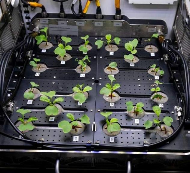 国际空间站制造出来20根萝卜太空种植不是梦想（太空蔬菜）