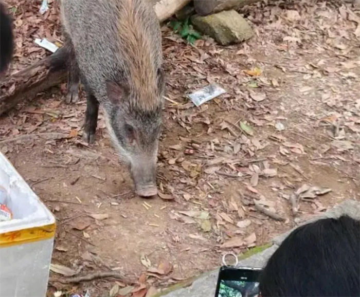 深圳一处景区野猪被投喂成网红猪