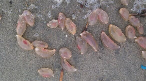 海边出现大量粉红怪蛋 或为海洋生物的卵（神秘海洋生物）
