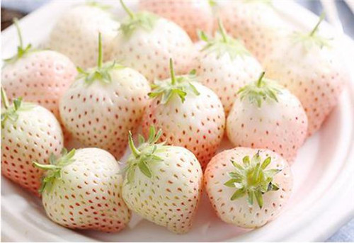 国外产出稀奇水果菠萝莓 传说中的白色草莓