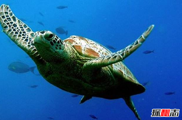 海龟为什么会流泪?海龟的十大特点和特殊本领