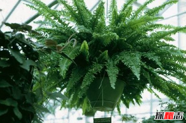 室内十大净化空气植物 芦荟排第九,第四吸收毒素最多