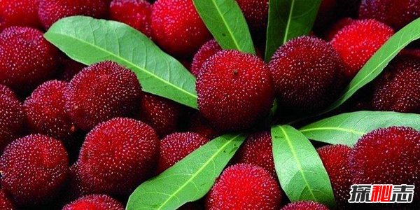 最新十大生物谣言 可别自己吓自己了(图2)