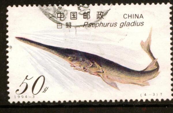 长江白鲟灭绝原因是什么 中国淡水鱼之王为什么会灭绝(图2)