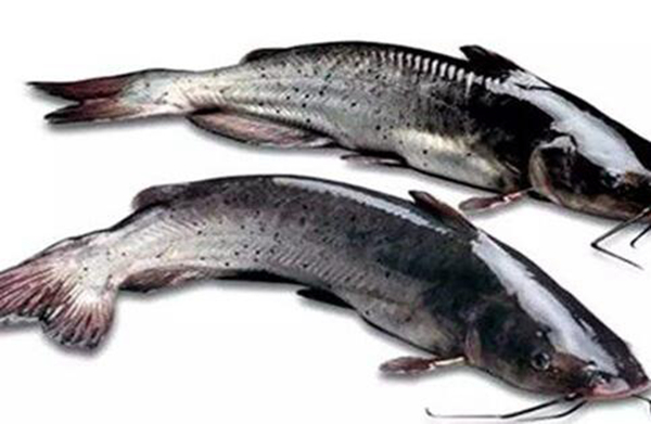 贵州团鱼图片图片