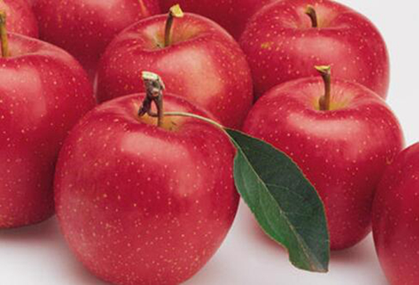 苹果心烂了还能吃吗 有很多细菌影响身体健康（不能吃）(图5)