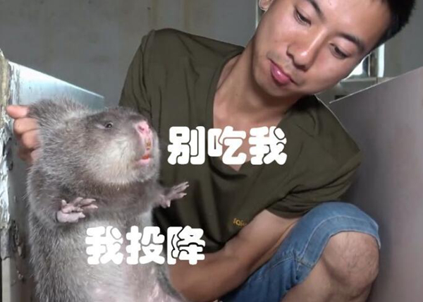 什么人不能吃竹鼠?所有人都能吃（孕妇哺乳期少吃）(图6)