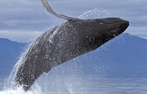 虎鲸为什么打不过座头鲸 座头鲸为什么老和虎鲸对着干(图5)