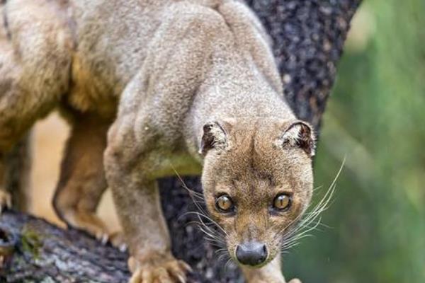 獴和疣猪互利共生图片