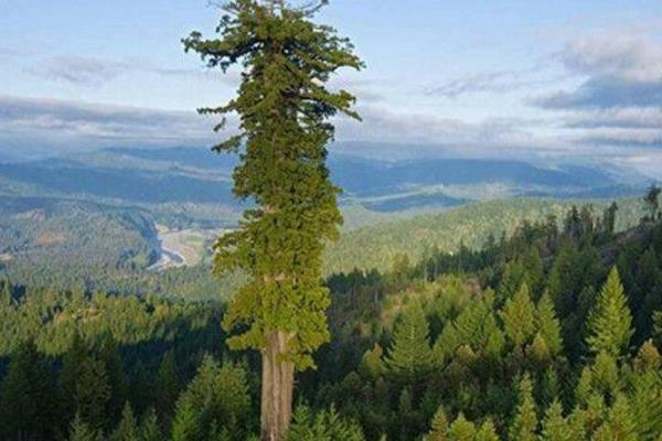 世界上最高的树排行前十名，112米的悖论树倒数第一，澳洲杏仁桉树156米高