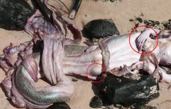 以色列美人鱼真实事件美人鱼躺在沙滩上网友视频为证