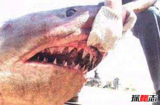 澳洲社交网鲨鱼吃人图片