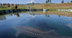 青海湖水怪之谜的真相，体长十几米似蛇颈龙，曾有几次目击事件