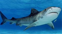 世界排名前三的海洋动物 据说第一名可以碾压大白鲨（虎鲸）