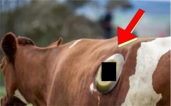 为什么有些奶牛会在肚子上钻个洞？（了解牛的消化道）