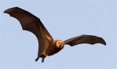 世界上最大的蝙蝠，翼展比成人双手展开还大（马来大狐蝠）