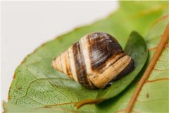 蜗牛因壳太美濒临灭绝，这是什么蜗牛？（夏威夷蜗牛）