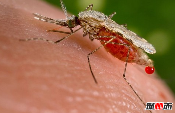 蚊子传播的疾病有哪些?蚊子可以传播的10大疾病(最致命)