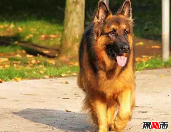 世界十大最优秀的护卫犬 德国牧羊犬仅排名第七