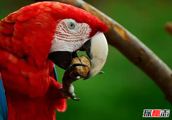 世界上最罕见美丽的十种鸟红鹳上榜,第二寿命长达50年_探秘志