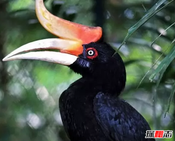 世界最有特色的十种鸟 第五鸟喙似鞋底,第一寿命长达35岁