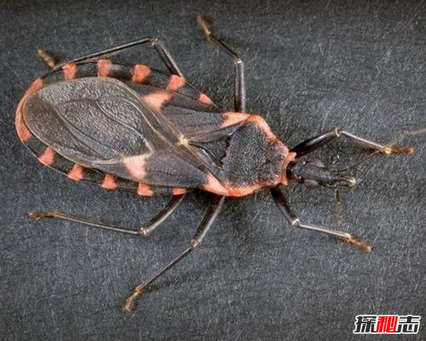 世界上最毒的虫子图片